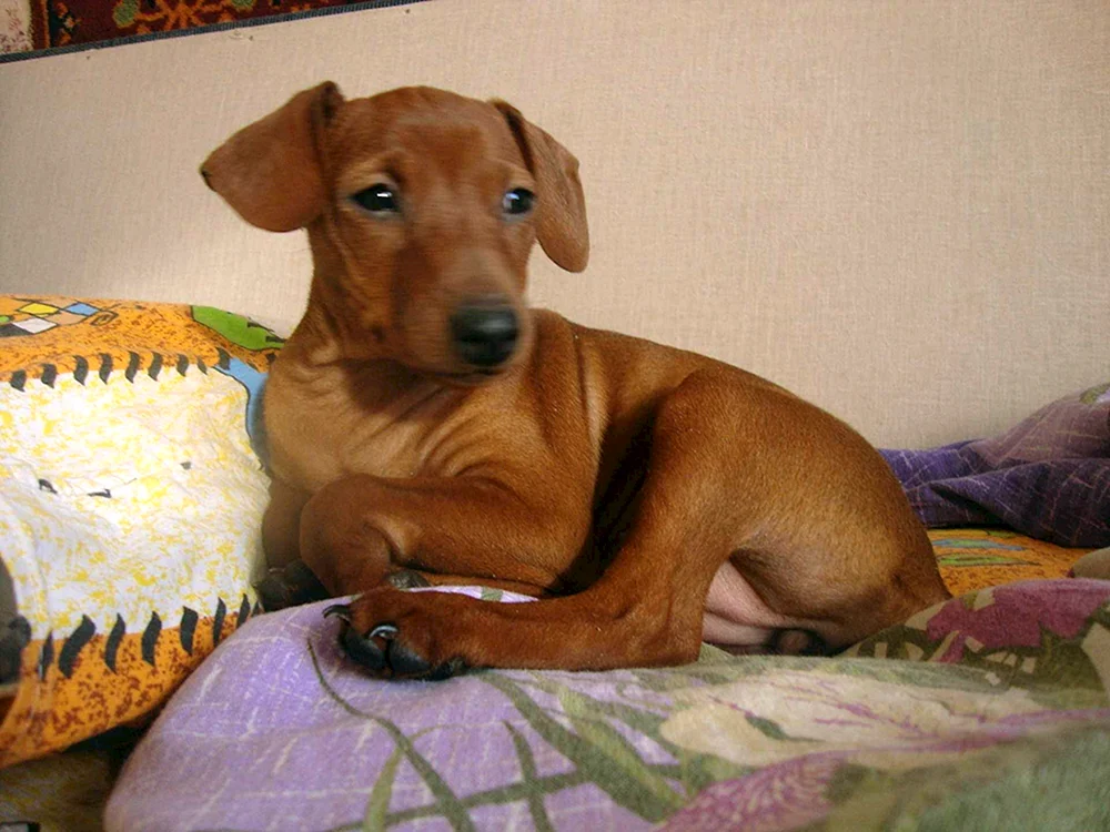Zwergpinscher und Dackel Métis