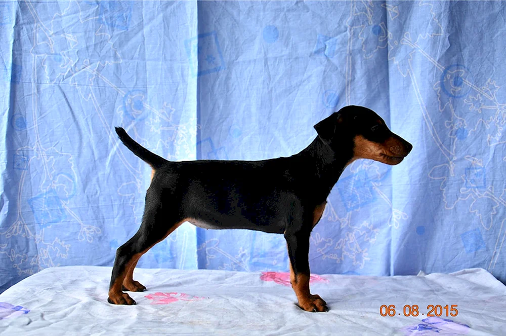 Cvergpinscher Russell métis Métis