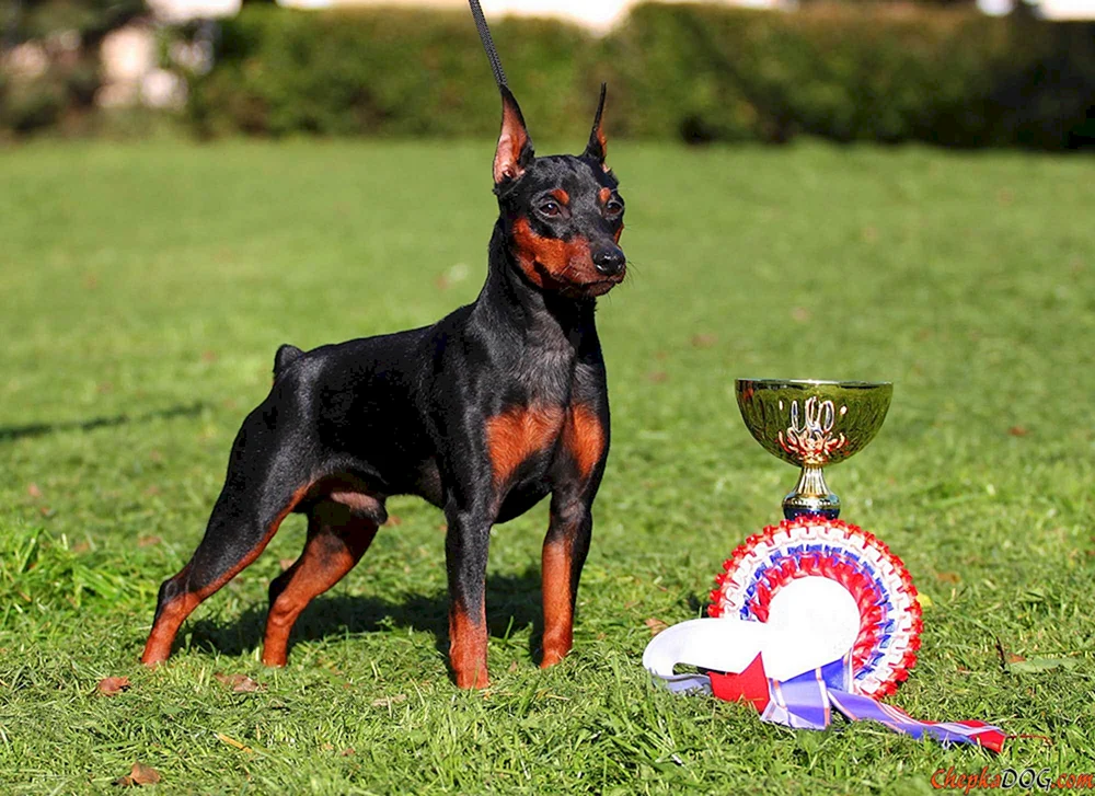 Dwarf Pinscher Russell Terrier
