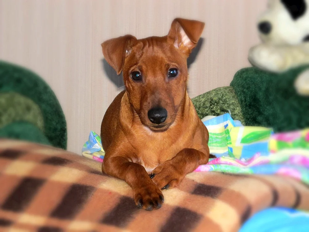 Taxa pinscher