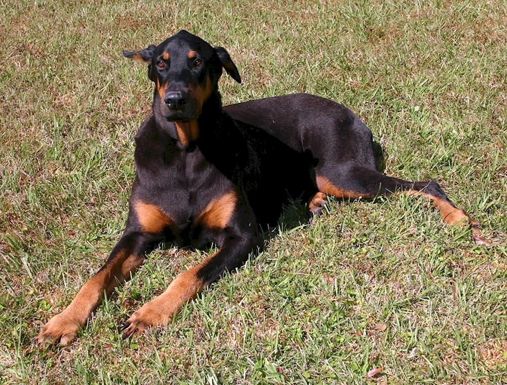 Dackel und Jack Russell métis
