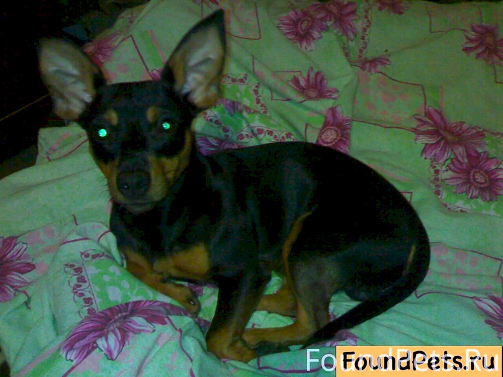Zwergpinscher métis