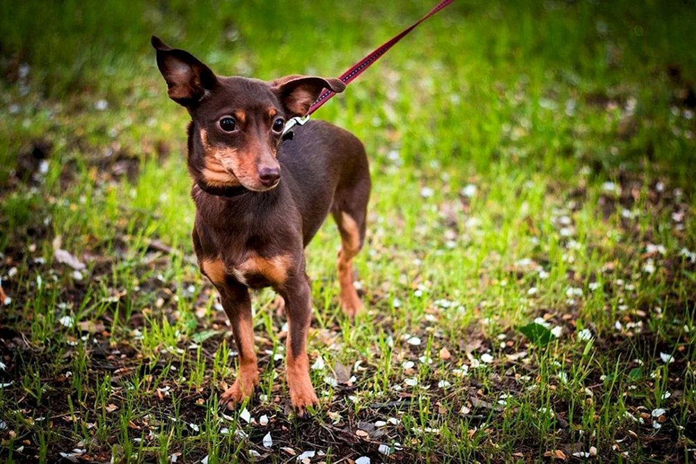 Hundedackel
