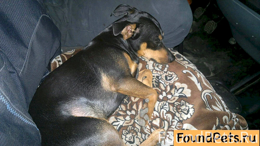 Taxa Hund
