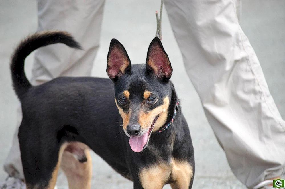 Dobermann
