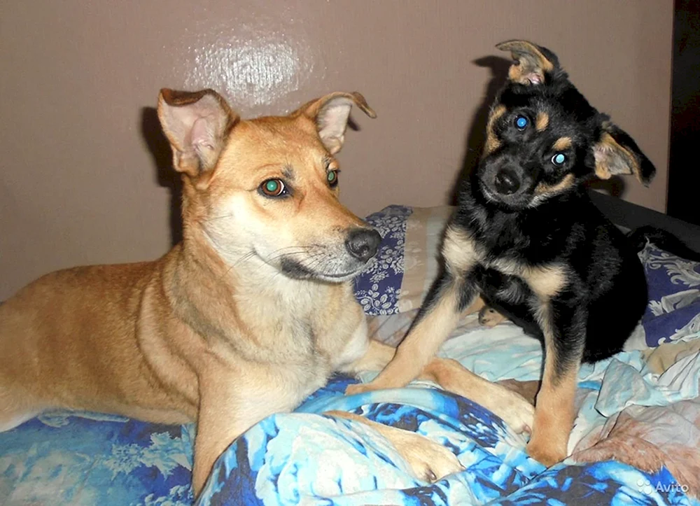 Zwergpinscher métis. Zwergpinscher