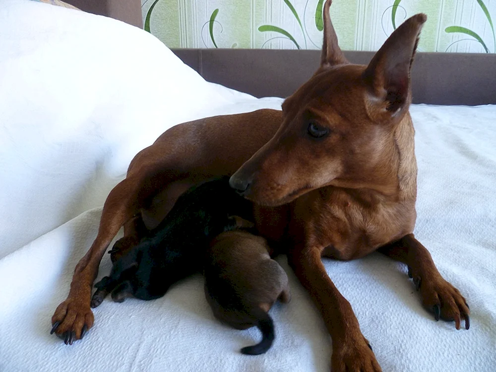 Zwergpinscher métis
