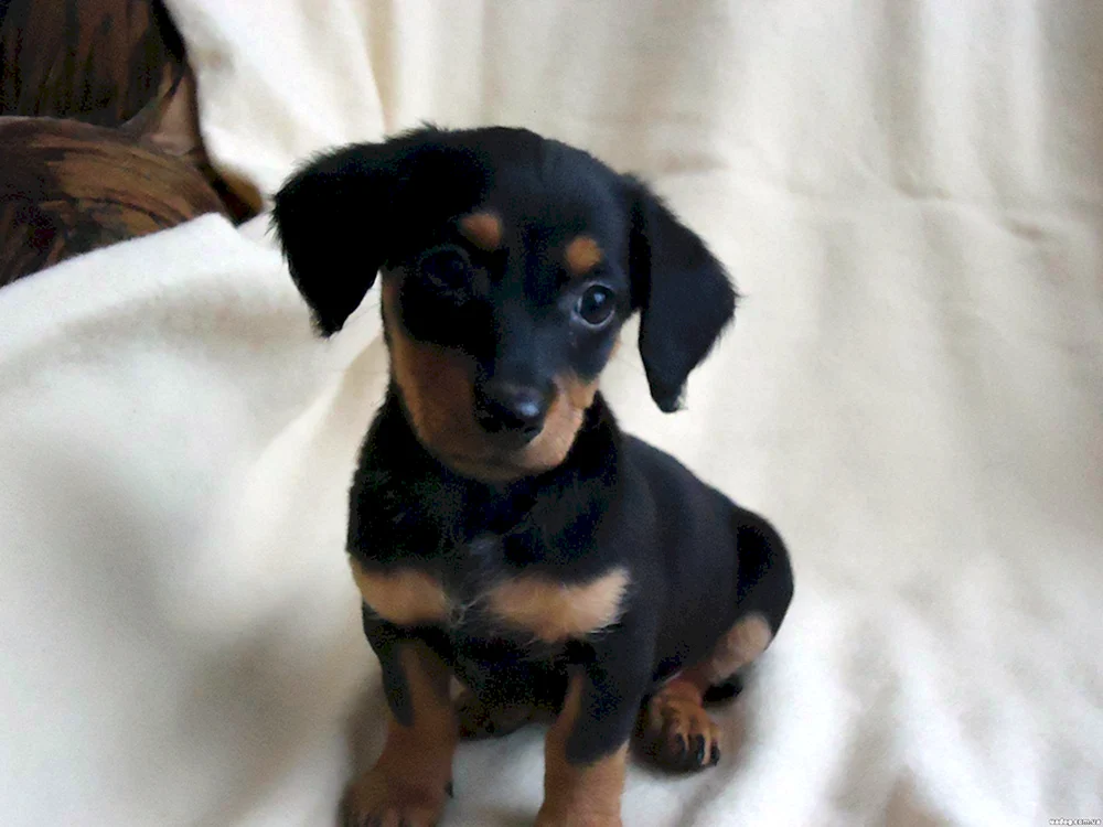 Zwergpinscher Russell Métis