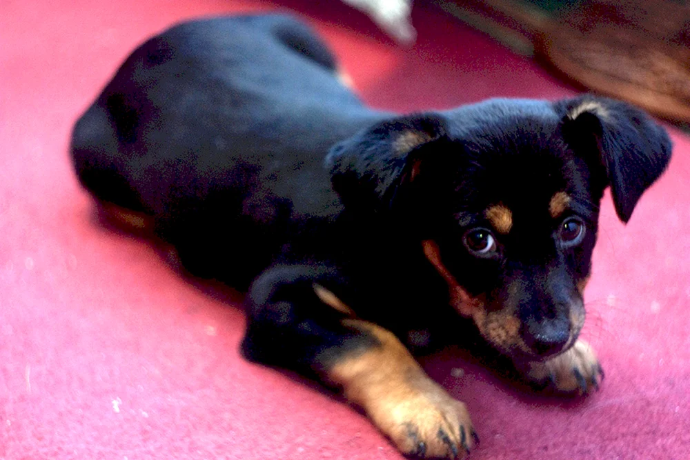 Zwergpinscher Russell Métis