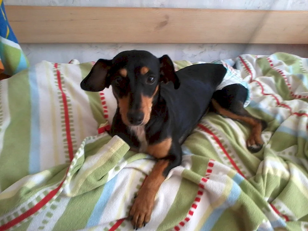 Zwergpinscher Russell Métis