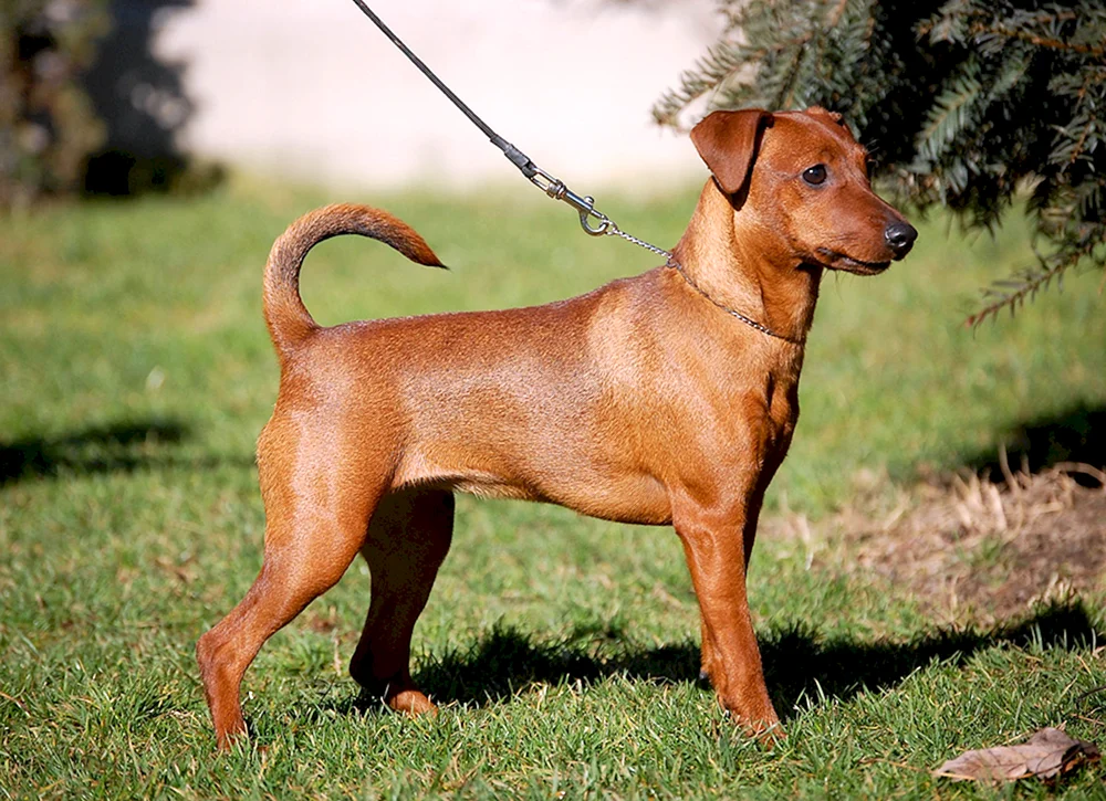 Zweng Pinscher