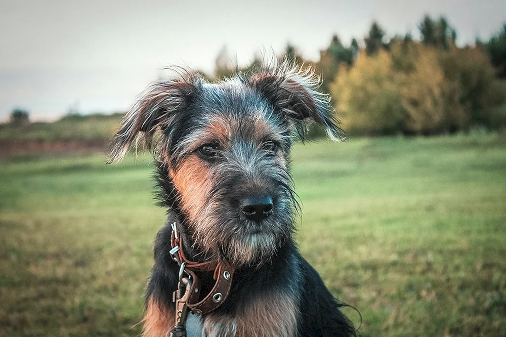 Bartschnauzer Bearded Collie