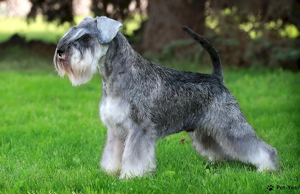 Zwergschnauzer