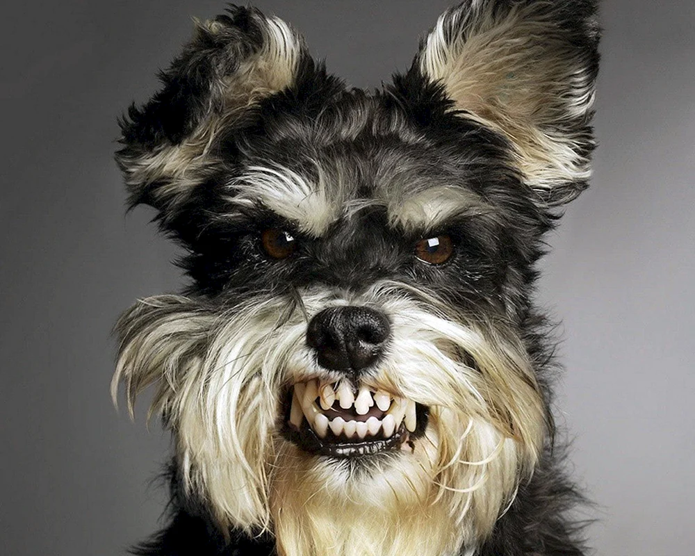Hund böse Kette Chinesisches Zeichen