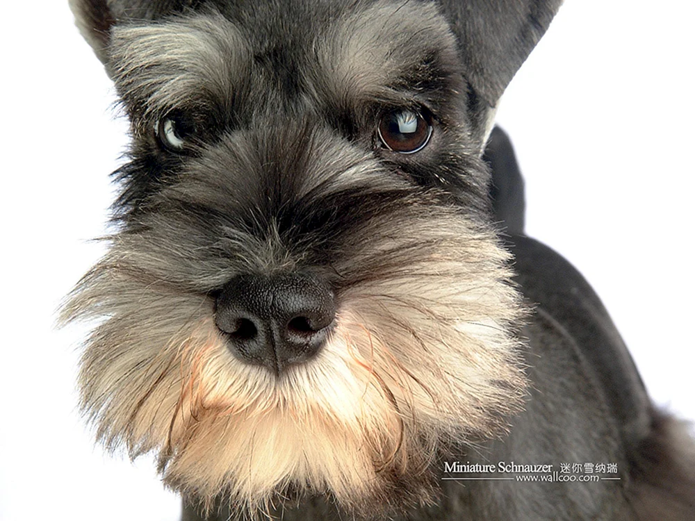Zwerg Schnauzer Terrier