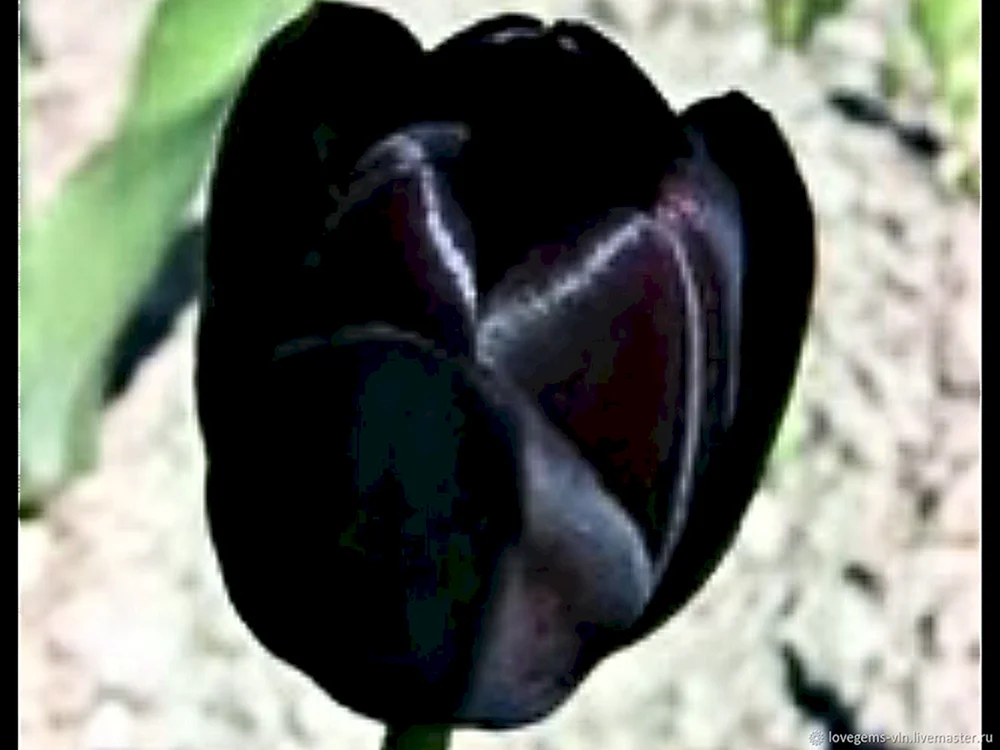 Schwarze Tulpe Haarfarbe