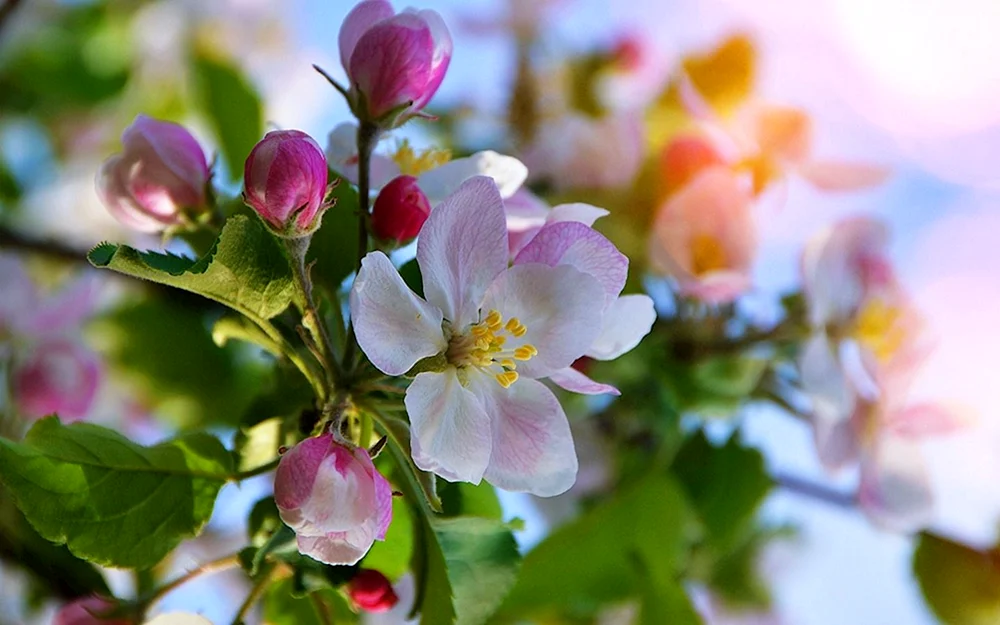 Gartenapfelbaumblüten