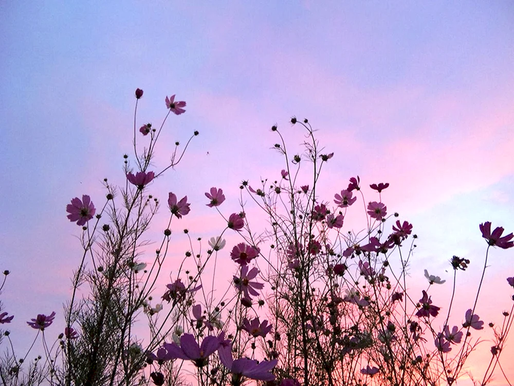 Blumen Aesthetica