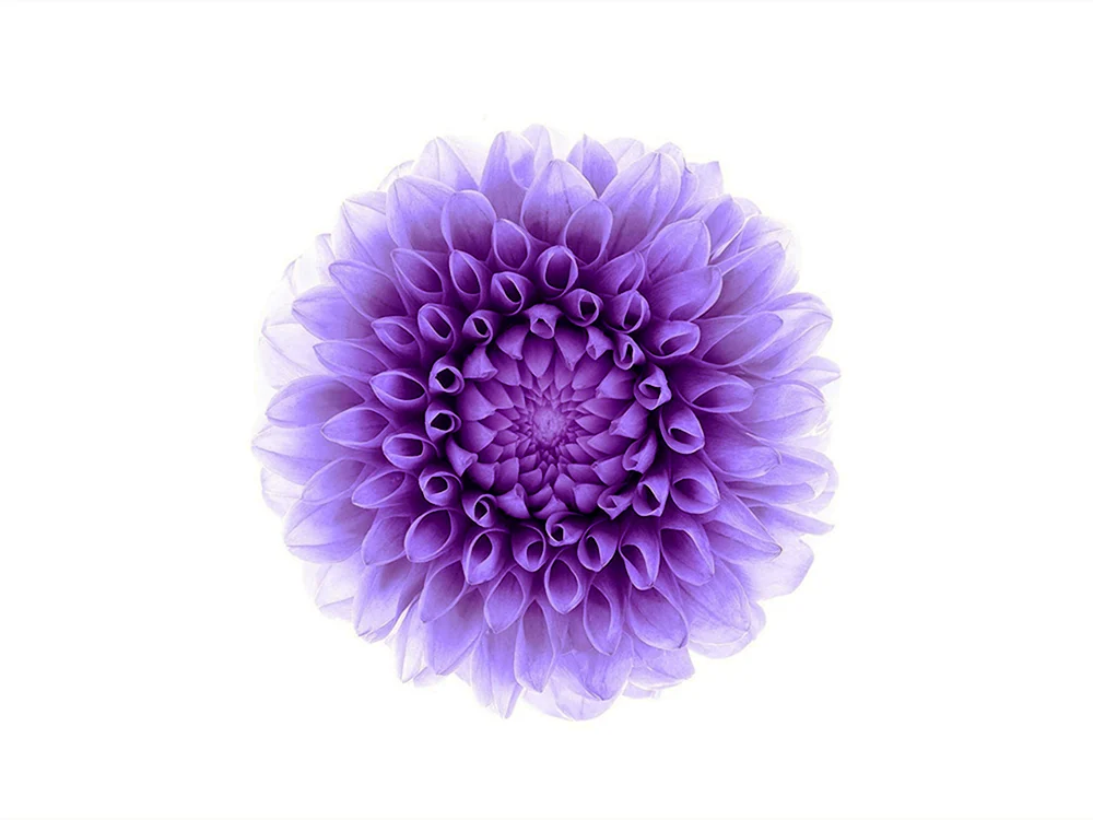 Apfel Blume