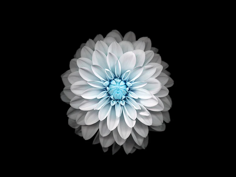 Blume iphone
