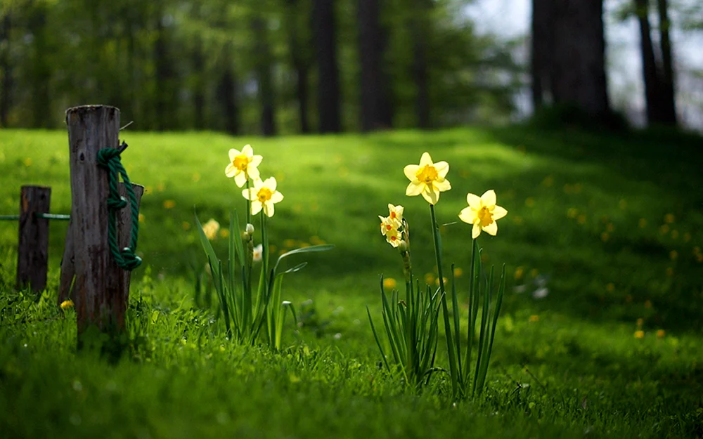 Krokus weiße Blume erste Blüte