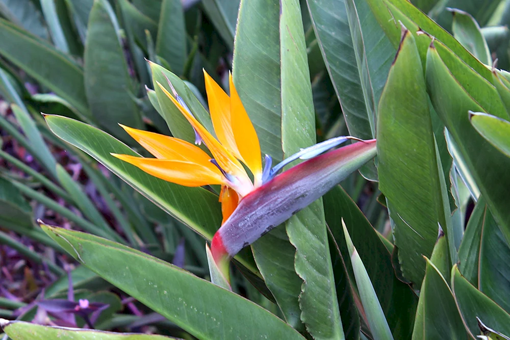 Papageienblume