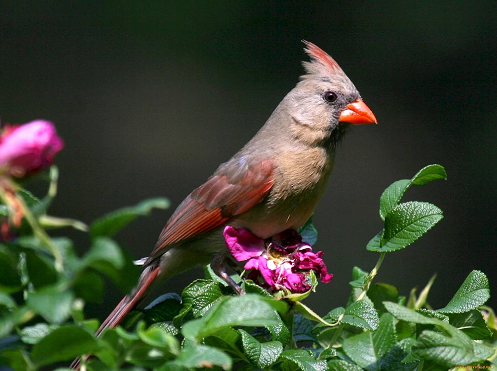 Zunzinito-Vogel