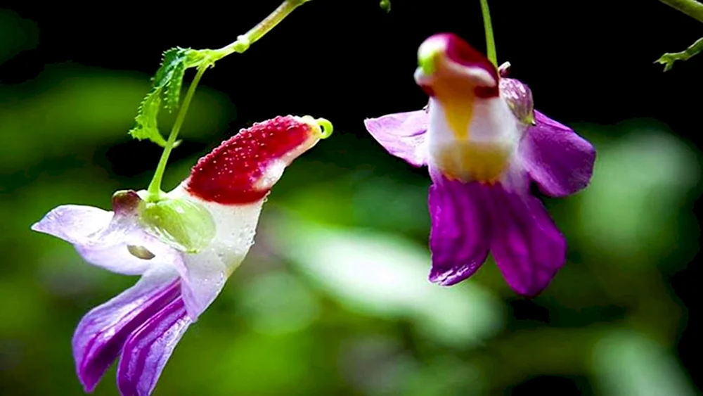 Papageienblume. Papagei Impatiens psittacina