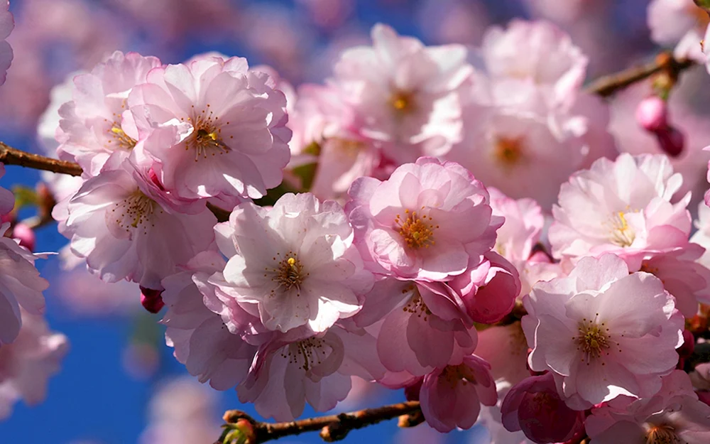 Kirschblüten