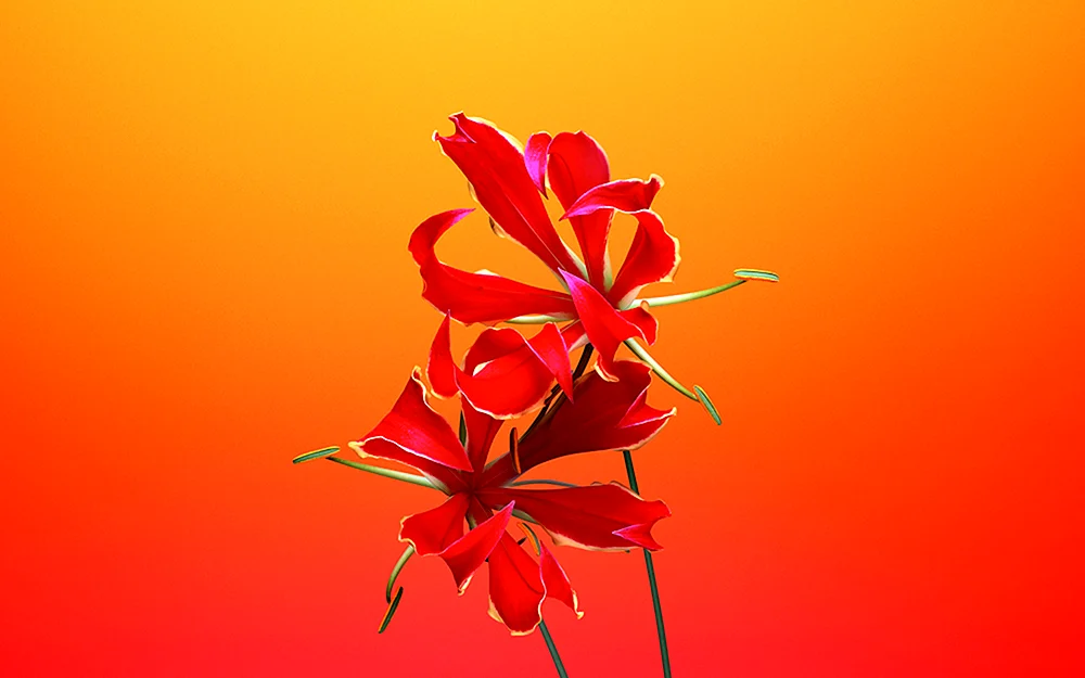 Blumen abstrakt