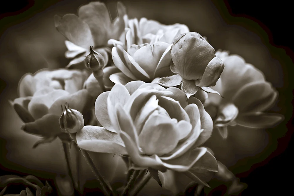 Schwarz-weiße Blume