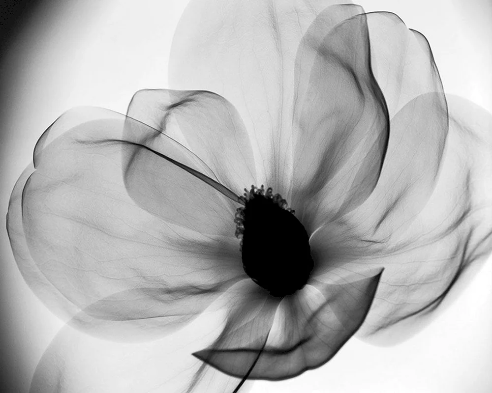 Schwarz-weiße Blume