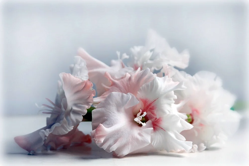 Gladiolus Blumen