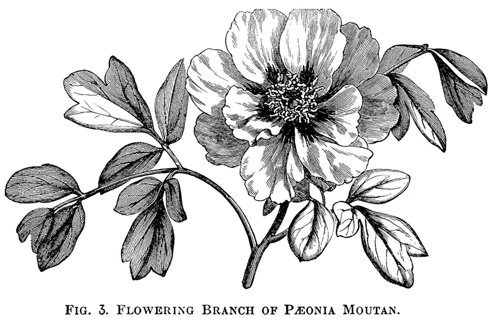 Schwarz-weiße Blumengrafik