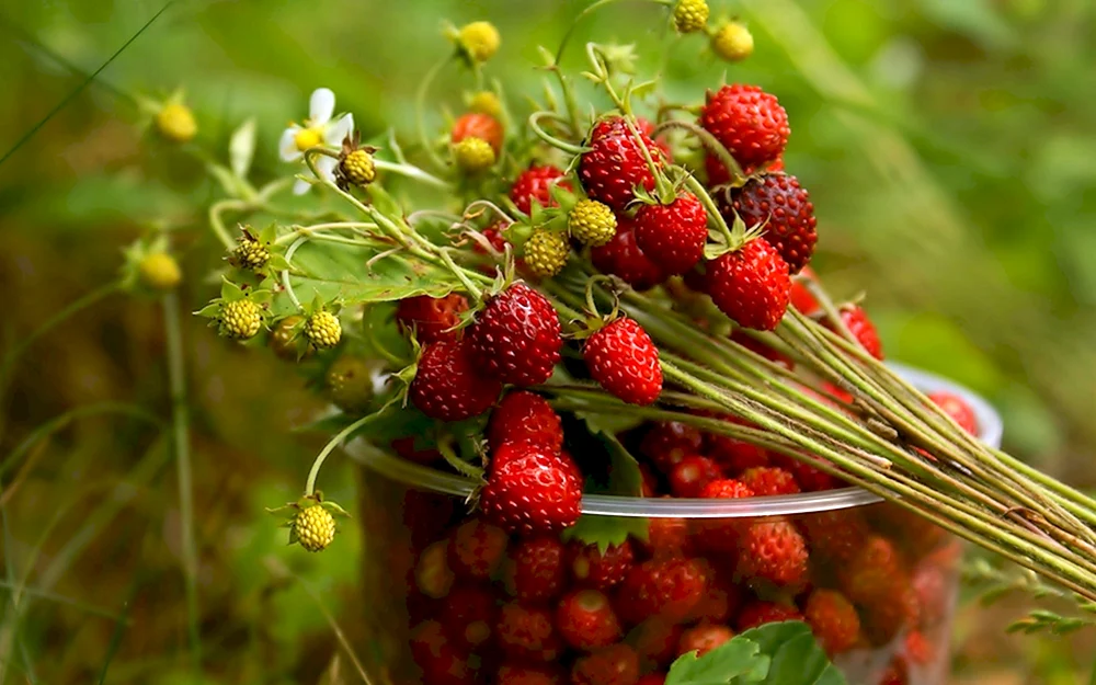 Blumen und Beeren