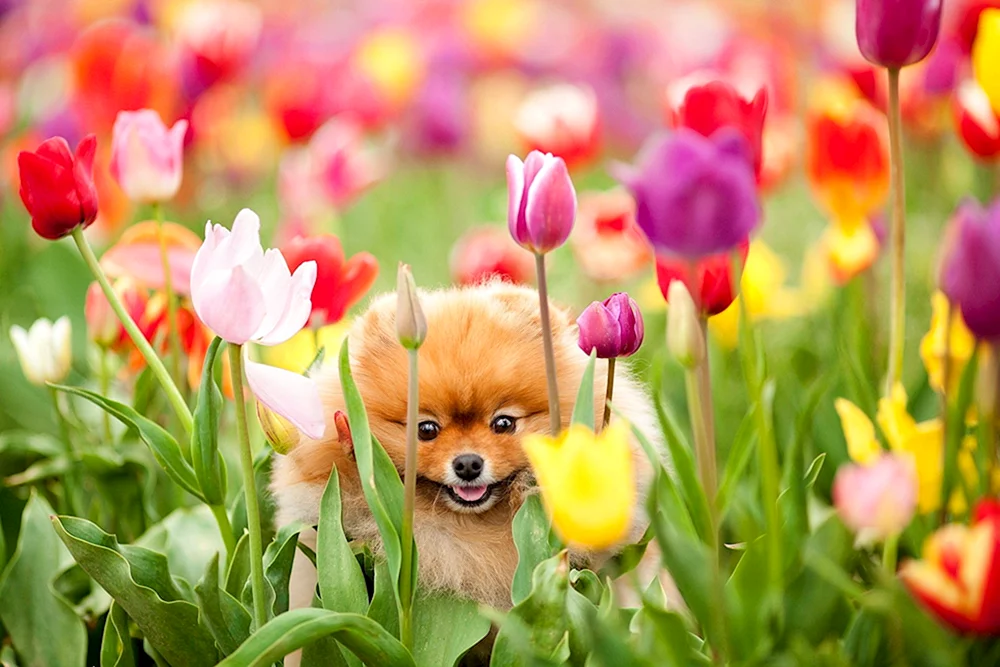 Blumen und Tiere