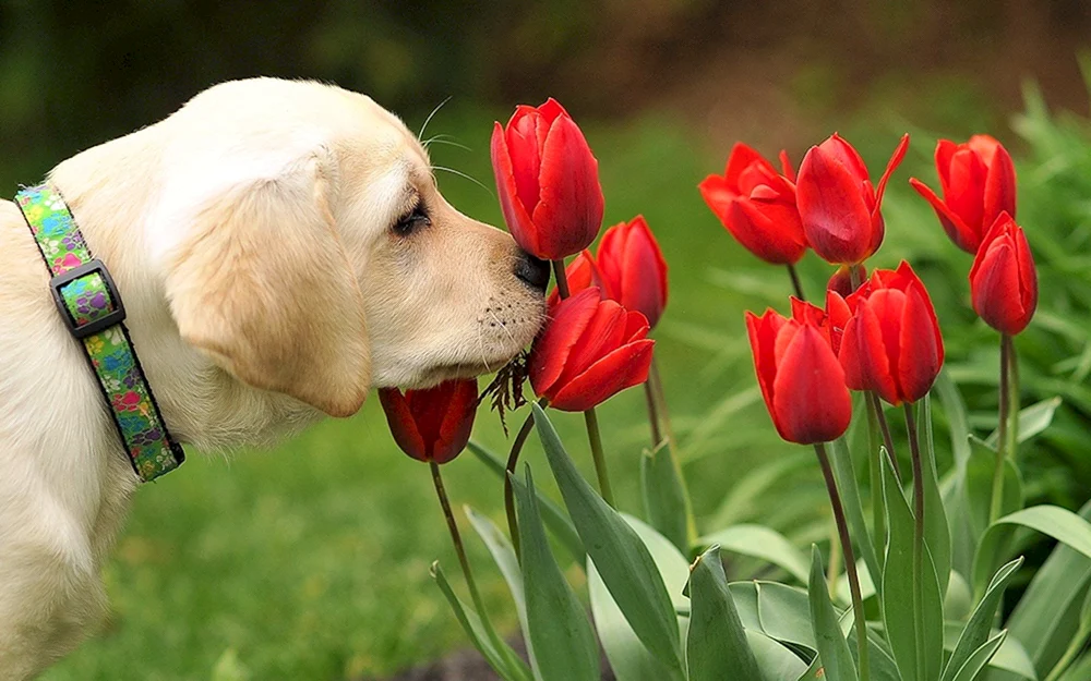 Blumen und Tiere