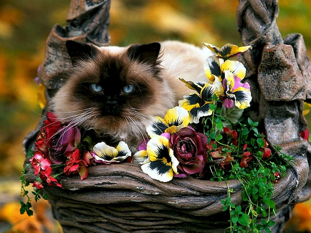 Blumen und Tiere