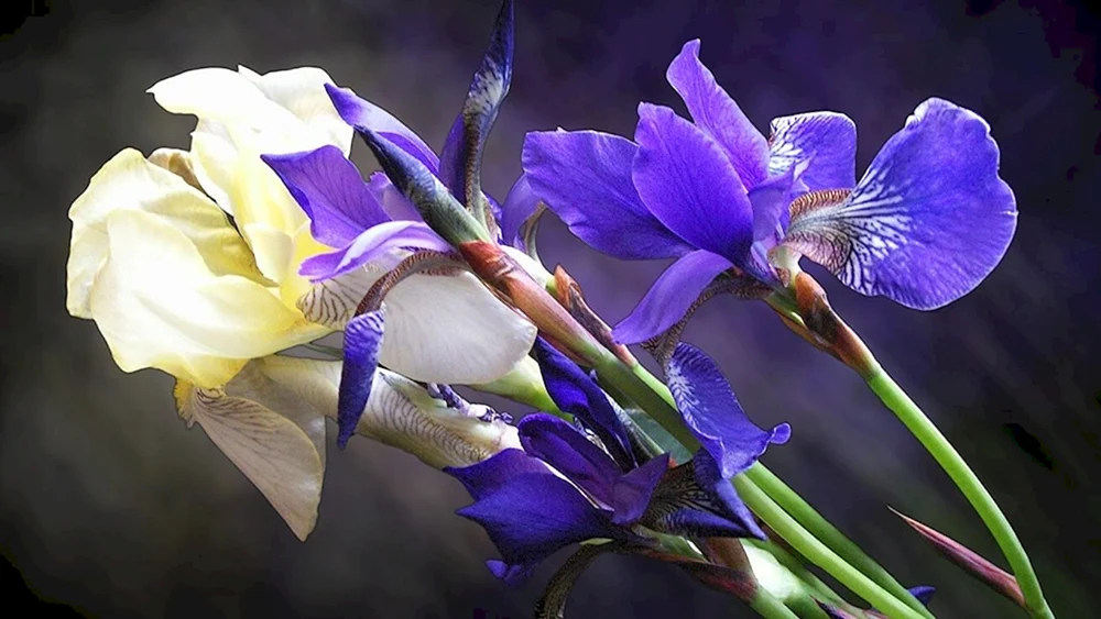 Iris und Narzissen Strauß