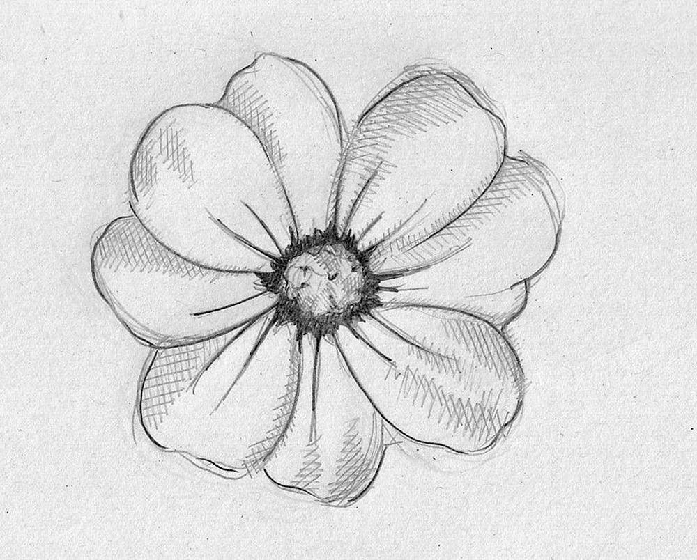 Blumen in Bleistift