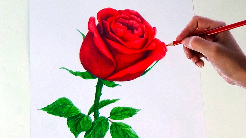 Blumen zeichnen mit Bleistift
