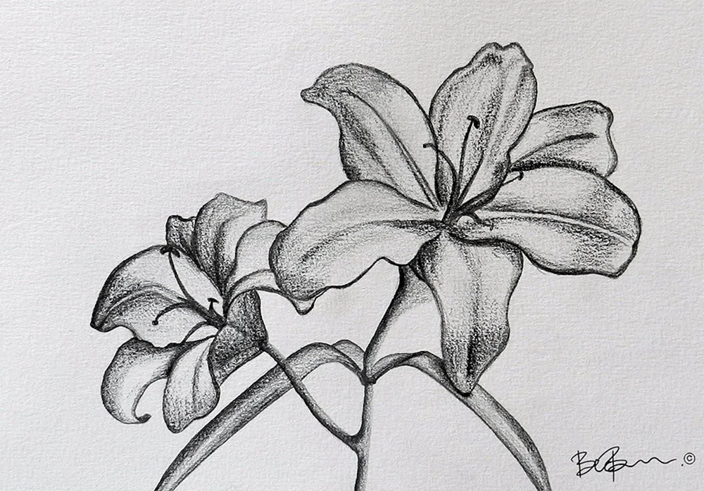 Blumen Zeichnung mit Bleistift