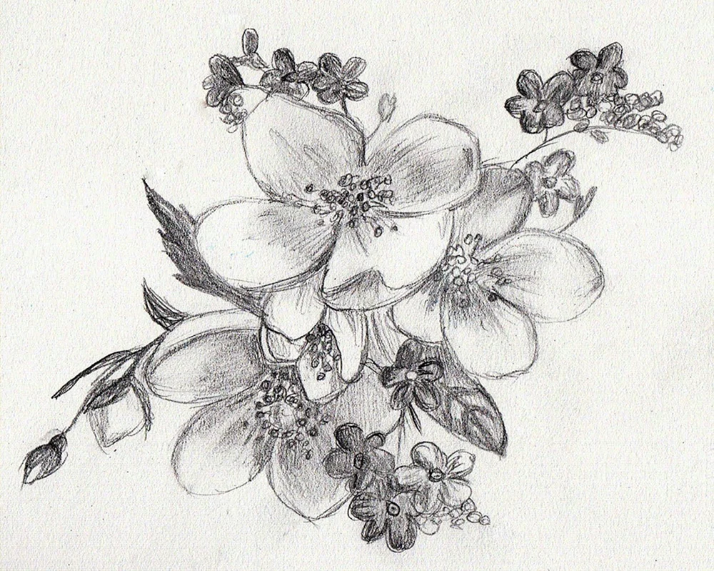 Blumen Zeichnung mit Bleistift