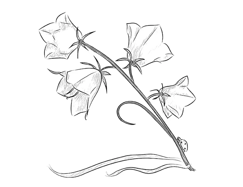 Blumen Skizze