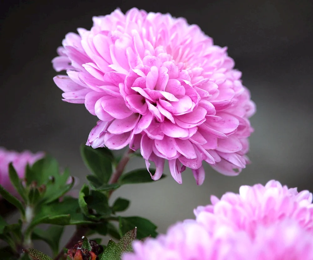 Chrysantheme Blumen