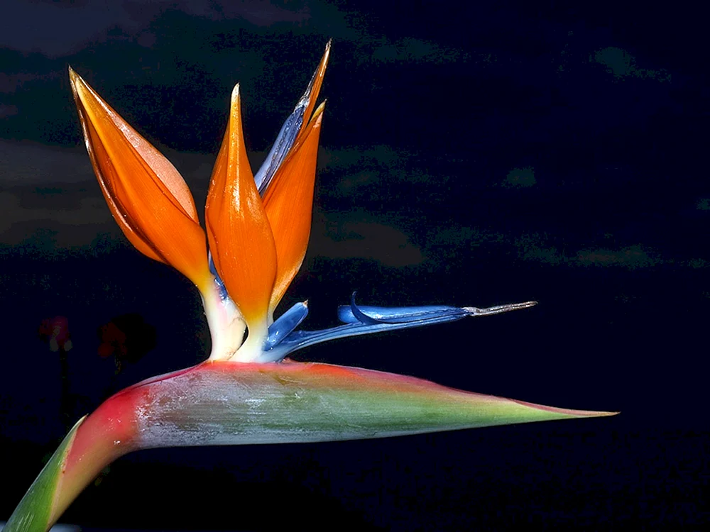 Papageienblumen von Madeira
