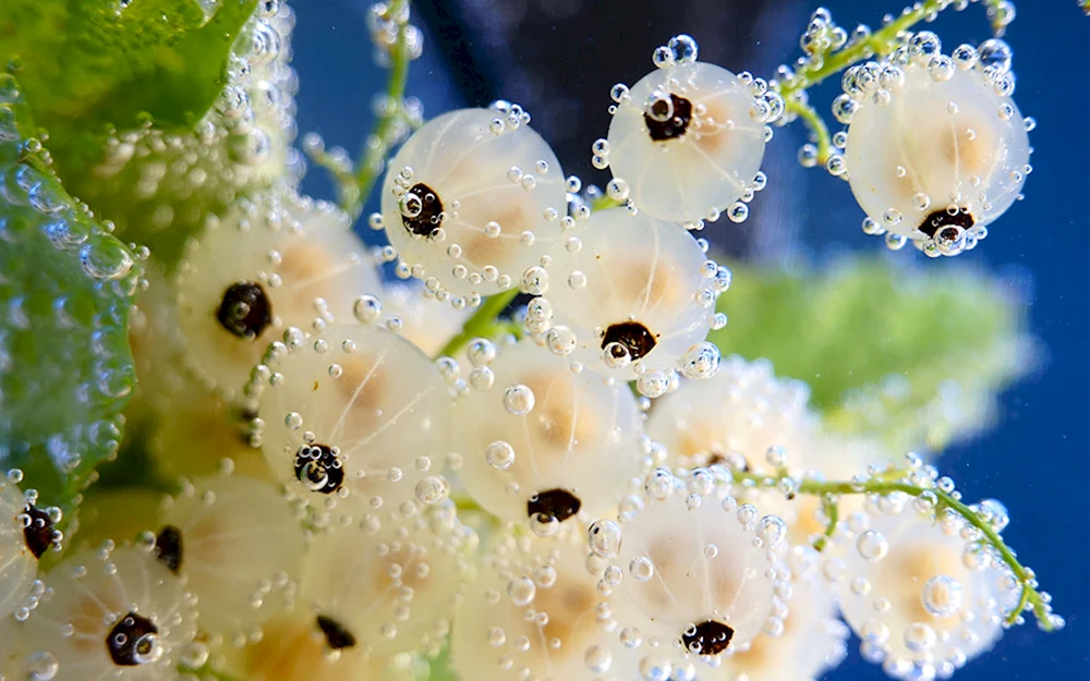 Blumen Makroaufnahme