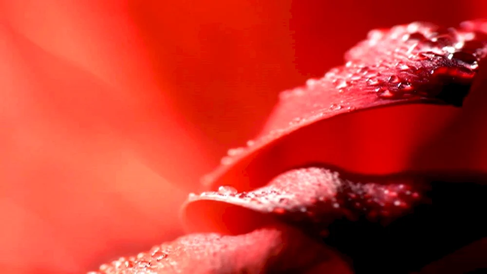 Blumen Makroaufnahme