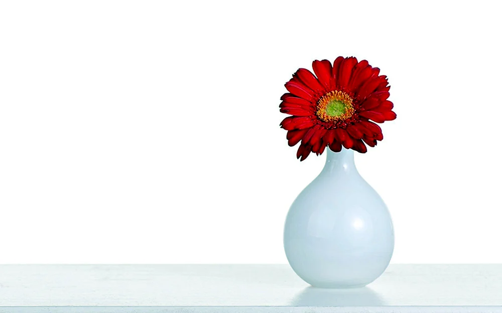 Blumen auf dem weißer Hintergrund