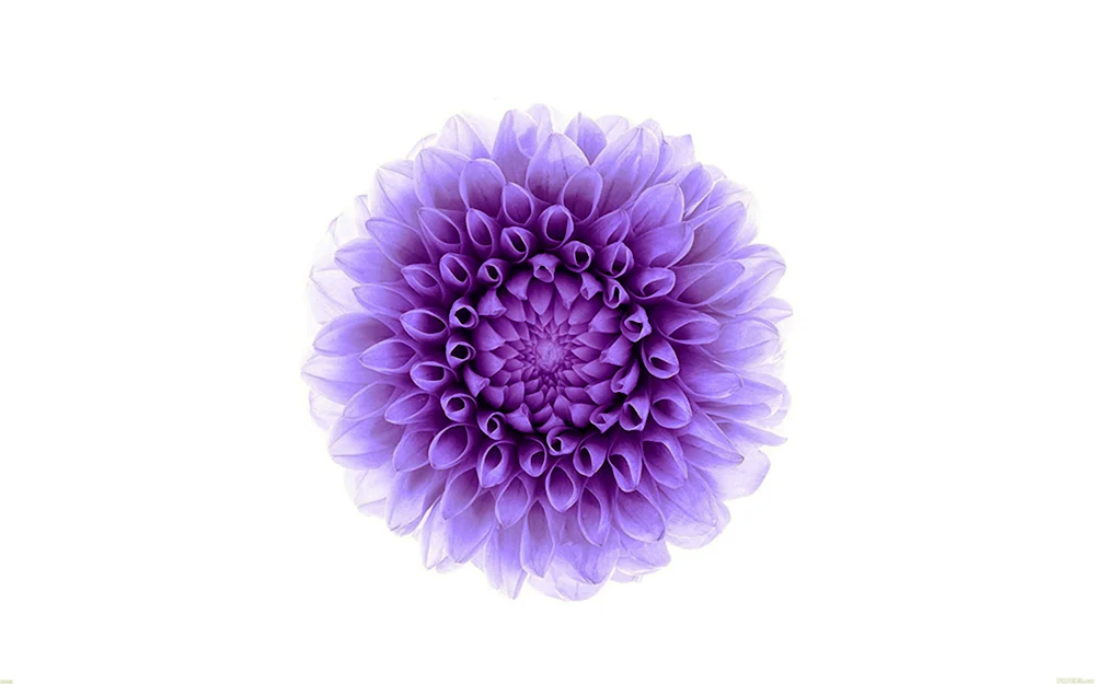 Blumen auf weißem Hintergrund